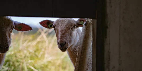 Een strategie bedenken is niet moeilijk. Uitvoeren wel